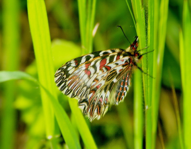 Zerynthia polyxena